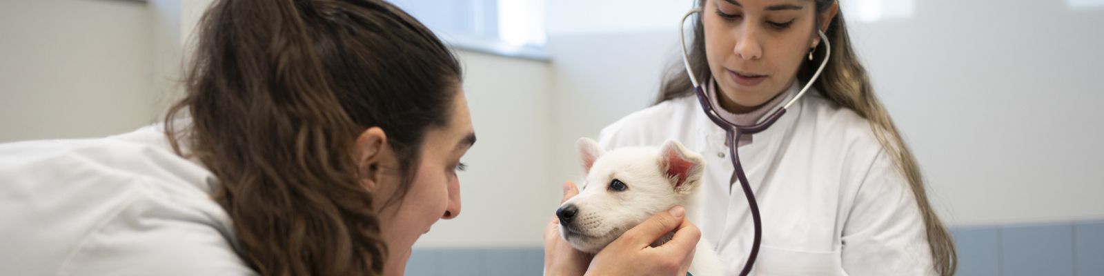Een witte puppy wordt onderzocht door een dierenarts van het Expertisecentrum Genetica Diergeneeskunde.