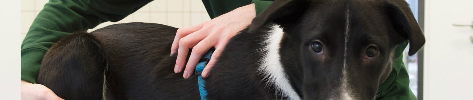 Universitair Dierenziekenhuis Dierfysiotherapie