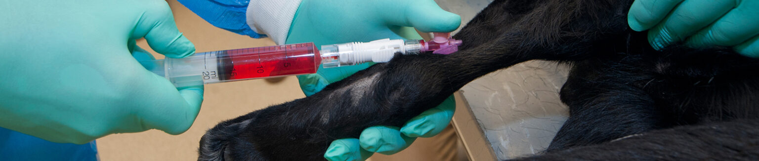 Universitair Dierenziekenhuis Medische Oncologie