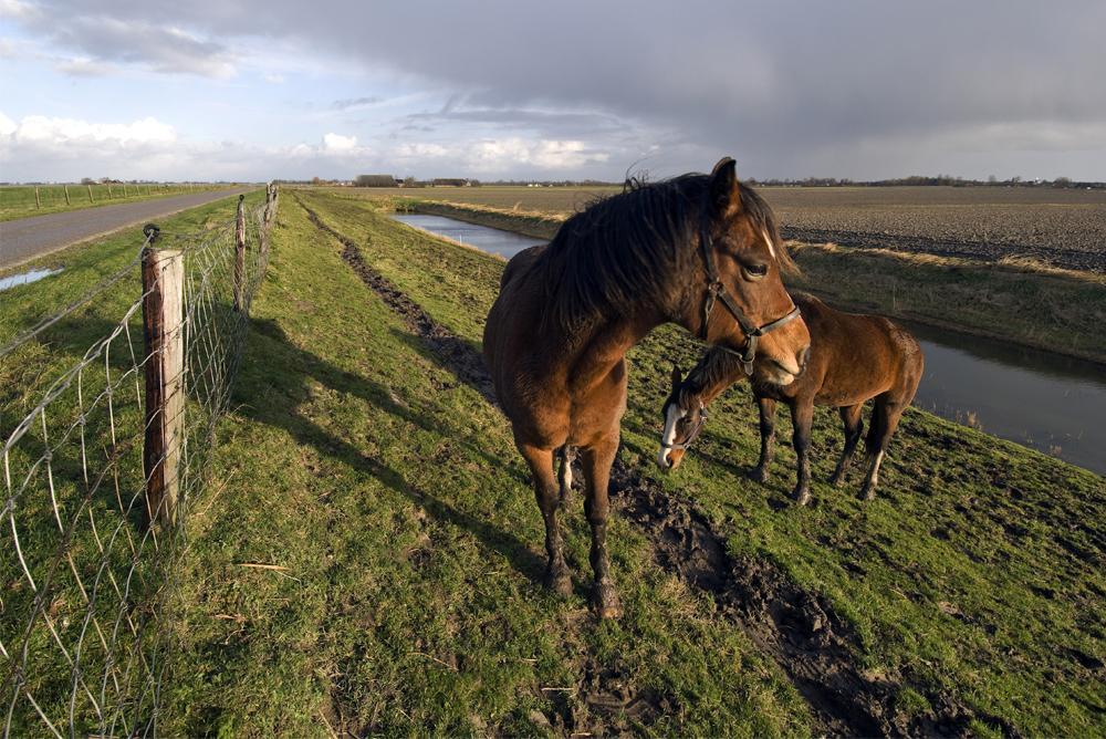 Chronische ijzervergiftiging door drinken van slootwater wordt paarden fataal