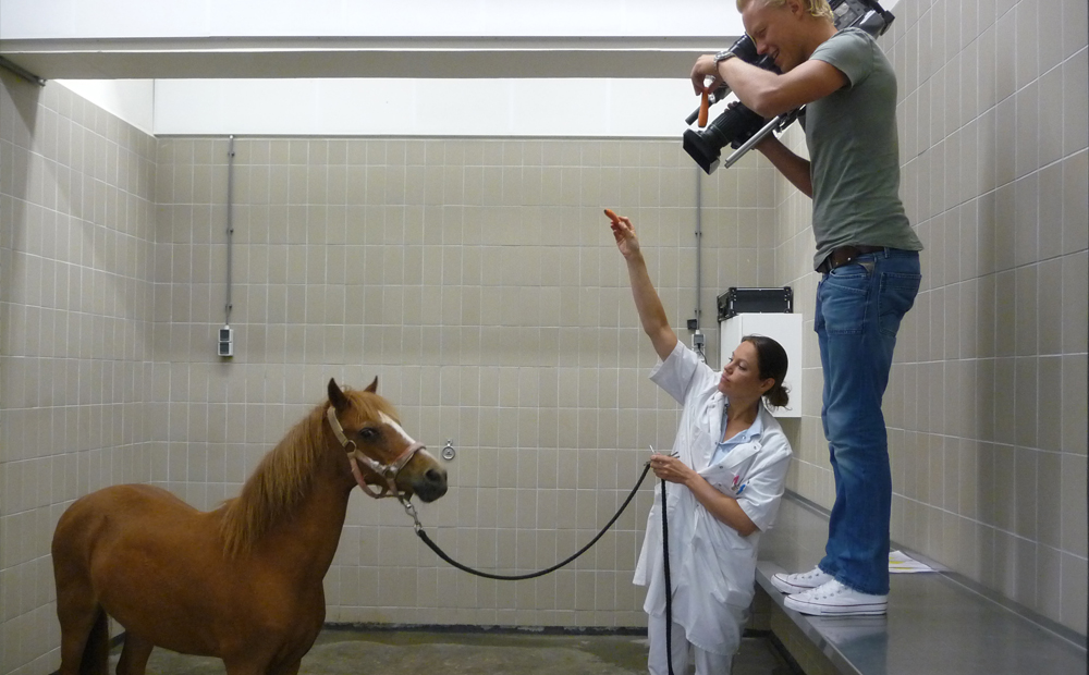De cameraman van Willem Wever staat op een verhoging om zo een goed shot te kunnen maken van specialist Hanneke Hermans  die de pony omhoog laat kijken door de aandacht te trekken met haar hand.