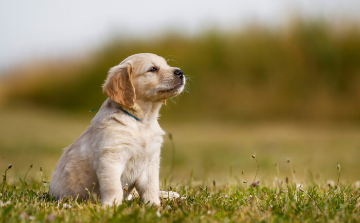 White golden retriever puppy