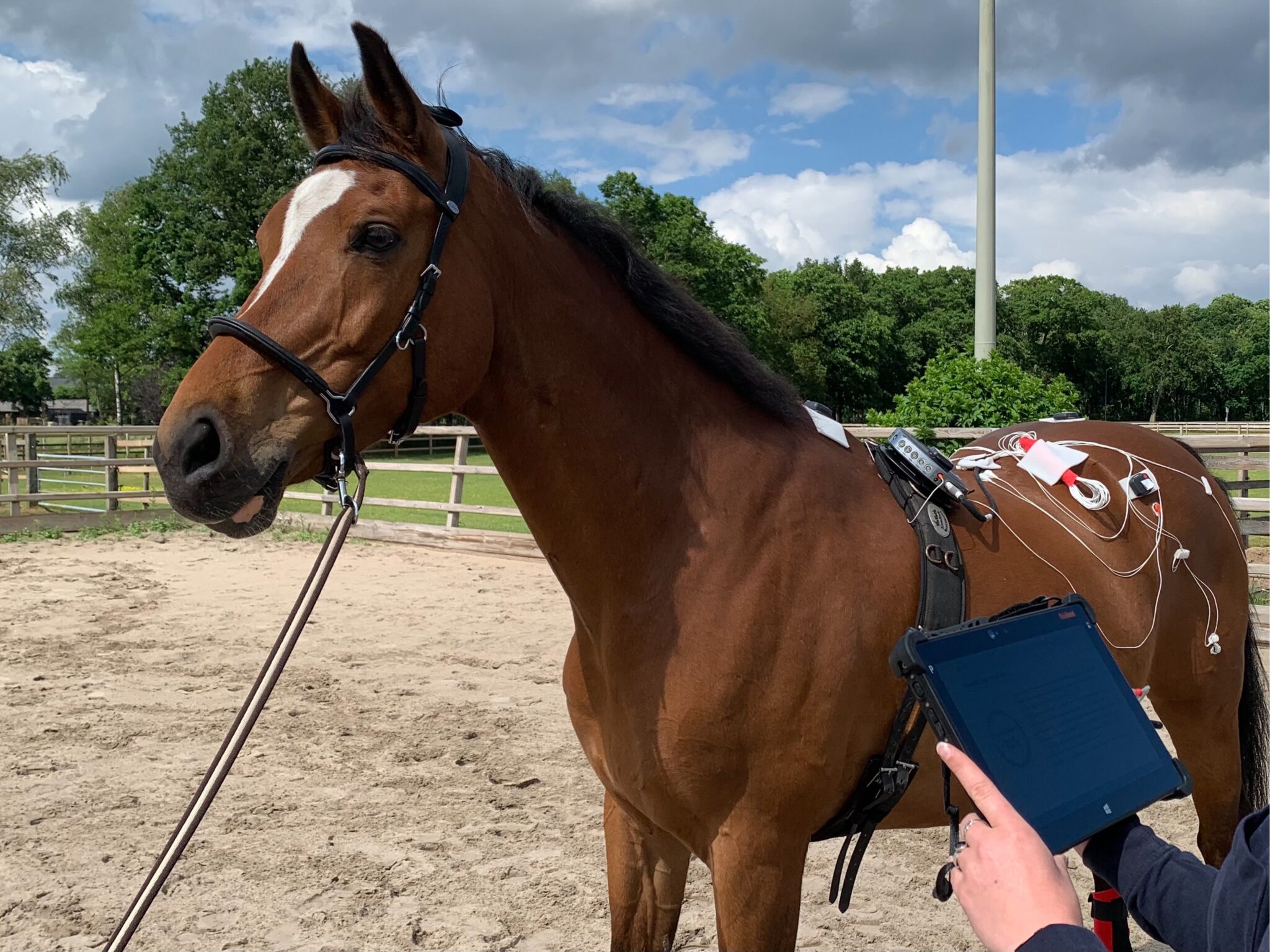 Universitair Dierenziekenhuis IMotion Equine