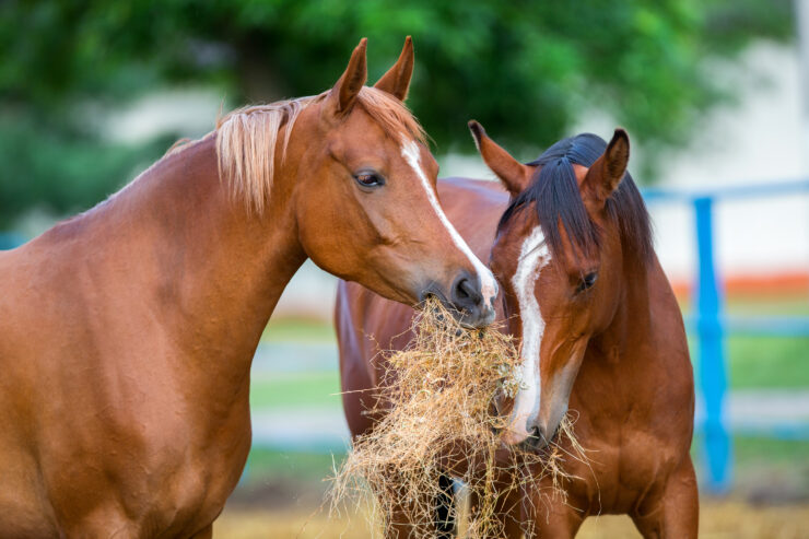 Twee paarden eten hooi in de buitenlucht