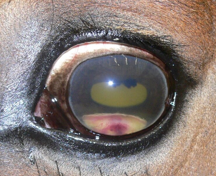 Maanblindheid of oog met uveitus bij het paard met fibrine in de voorste oogkamer