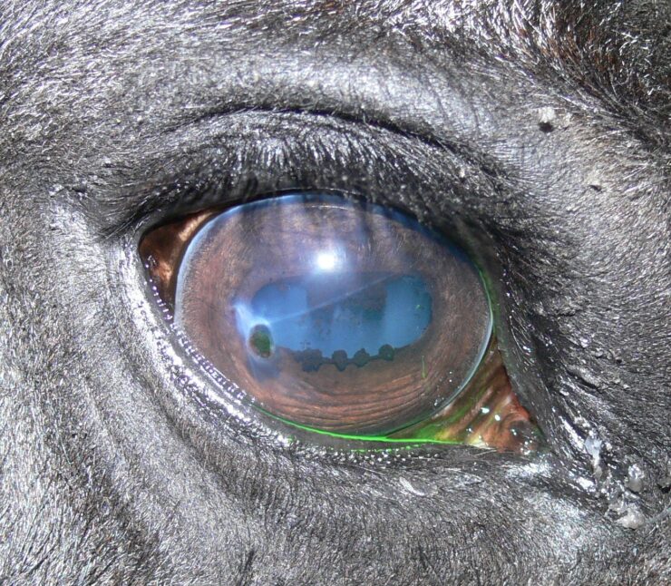 Bilateral corneal stromal loss (BCSL) bij het paard
