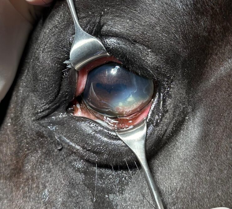 Eosinofiele keratitis bij het paard