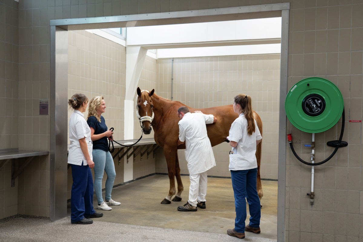 Universitair Dierenziekenhuis Equine Internship