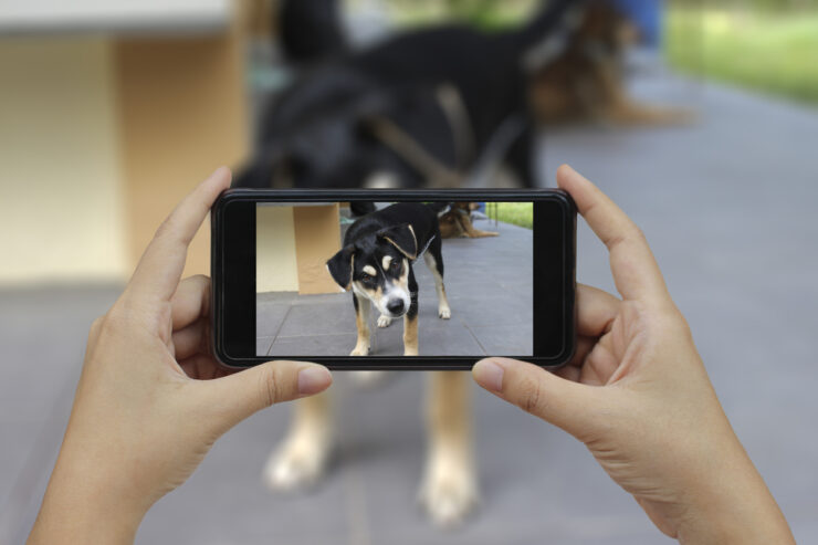 Video opname van een hond met een telefoon voor onderzoek om acute pijn bij honden te herkennen