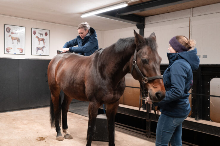 Europees specialist Sportgeneeskunde en revalidatie Morgan Lashley onderzoekt het sport- en springpaard Bercy. Fenna Elzinga, eigenaar van revalidatiecentrum Lelymare houdt het paard vast. Foto: Bas Niemans.