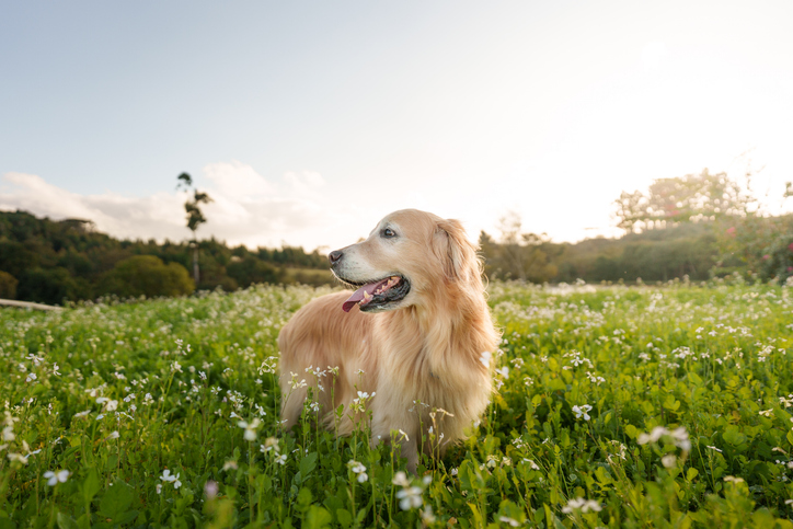 Klinische studie met oncolytische virus therapie bij botkanker bij de hond voor nieuwe inzichten en behandelmethoden.