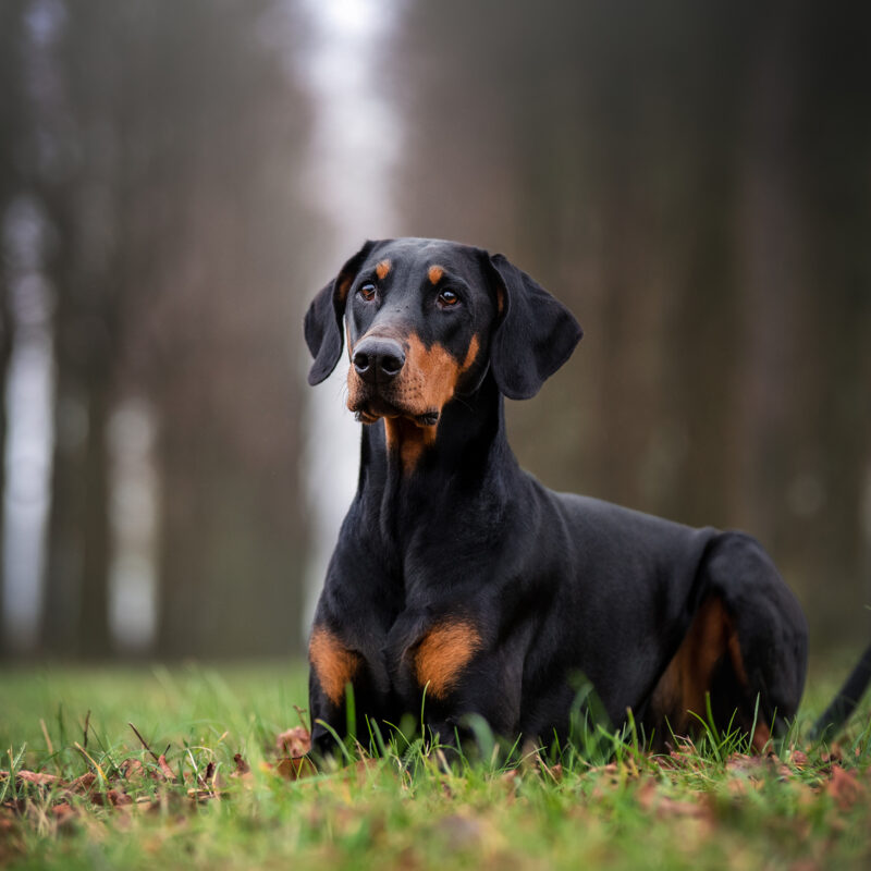 Heeft u een Dobermann? Doe mee aan het onderzoek en draag bij aan het eerder ontdekken van de hartspierziekte DCM bij de Dobermann.