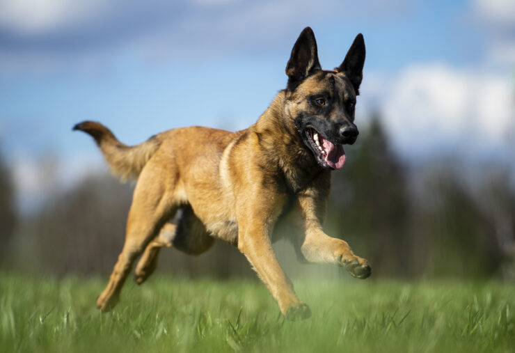 Gezocht: Speurhonden en Mechelse herders voor gedragsonderzoek!