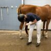 Een ongeluk zit in een klein hoekje! Onze dierenartsen dragen helmen voor hun eigen veiligheid en de beste zorg voor uw paard.