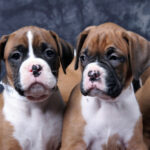 Twee Boxer pups voor het gezondheidsonderzoek puppy's.