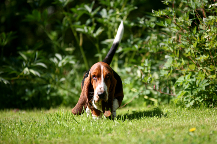Persisterende “Buis van Müller” in Basset hounds