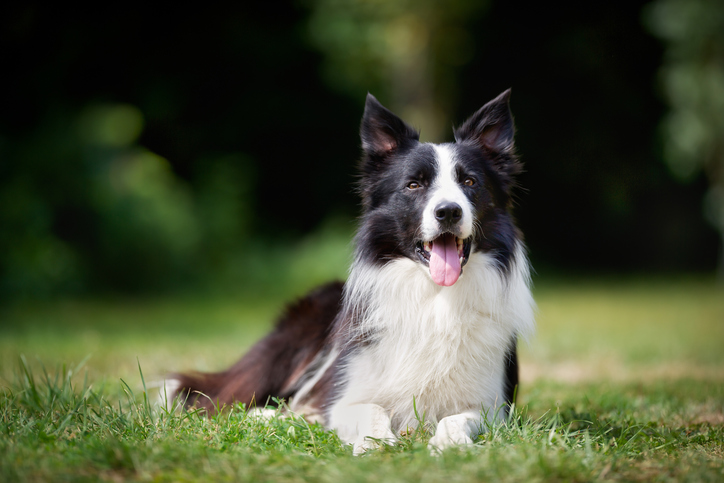 Border collie